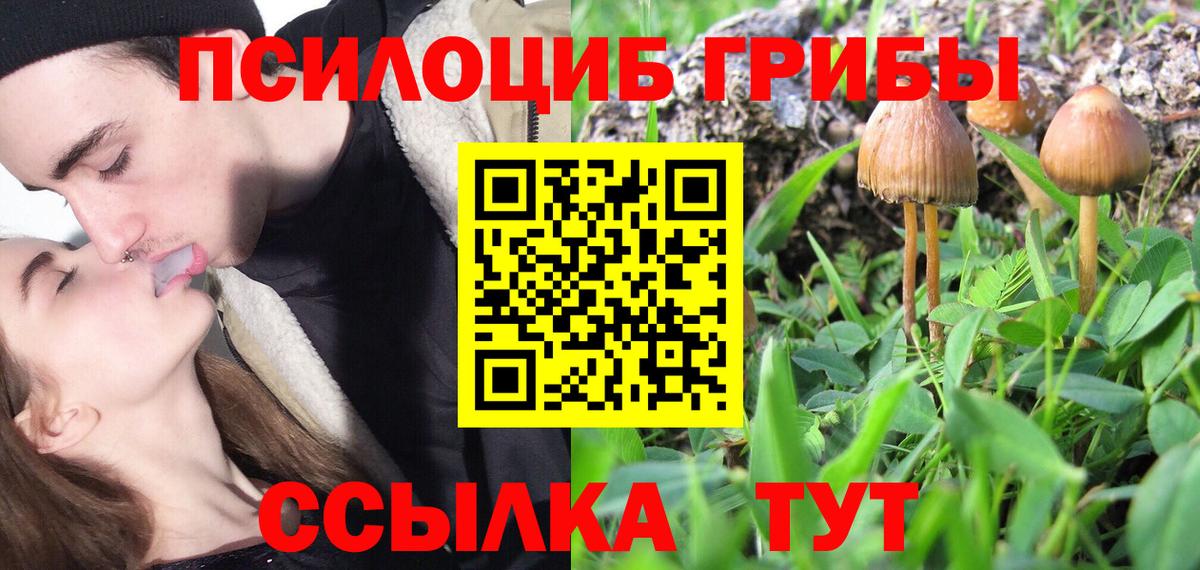 Галлюциногенные грибы мицелий  Вход с VPN  купить   Псилоцибиновые грибы мицелий  Георгиевск 